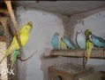 Продавам Вълнисти папагали всички цветове, снимка 5