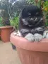 Харманли обл.Хасково, снимка 2