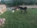 Кози с ярета и пръчове , снимка 2