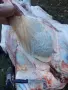 месо от крави телета бикове юници , снимка 8