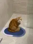 Мила ,сладка и смешна, снимка 1