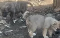 Последни бройки женски , снимка 6