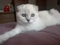 Шотландска клепоуха , снимка 5