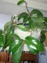 продавам тази хоя карноза, снимка 3