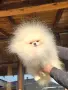 Мини Померан момче , снимка 4