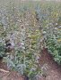 Лигуструм ( Ligustrum Ovalifolium)  на гол корен, снимка 4