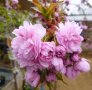 Плачеща японска вишна kiku shidare zakura, снимка 1 - Градински цветя и растения - 44195869