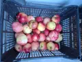 Продавам био ябълки без химия!, снимка 3
