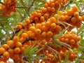 Облепиха (Hippophae) - Растения и Плод, снимка 4