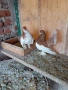 продавам гълъби, снимка 2