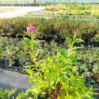 Спирея Дартс Ред, Spiraea japonica 'Darts Red', снимка 5 - Градински цветя и растения - 39674505