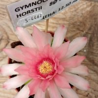 gymnocalycium horstii, снимка 1 - Стайни растения - 32874885