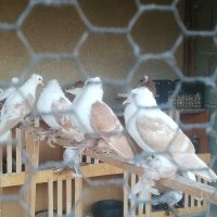 Продавам нюмбергски чайки, снимка 2 - Гълъби - 42308717