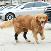 Бандаж за крака на кучета, снимка 1 - За кучета - 39116047