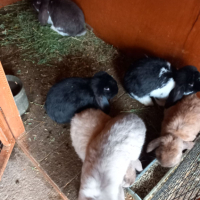 Френски кочовати зайци, снимка 9 - Други - 44572268