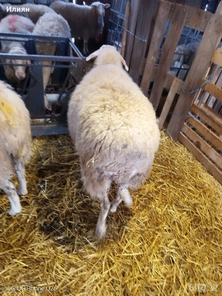 Овца на второ агне!, снимка 1