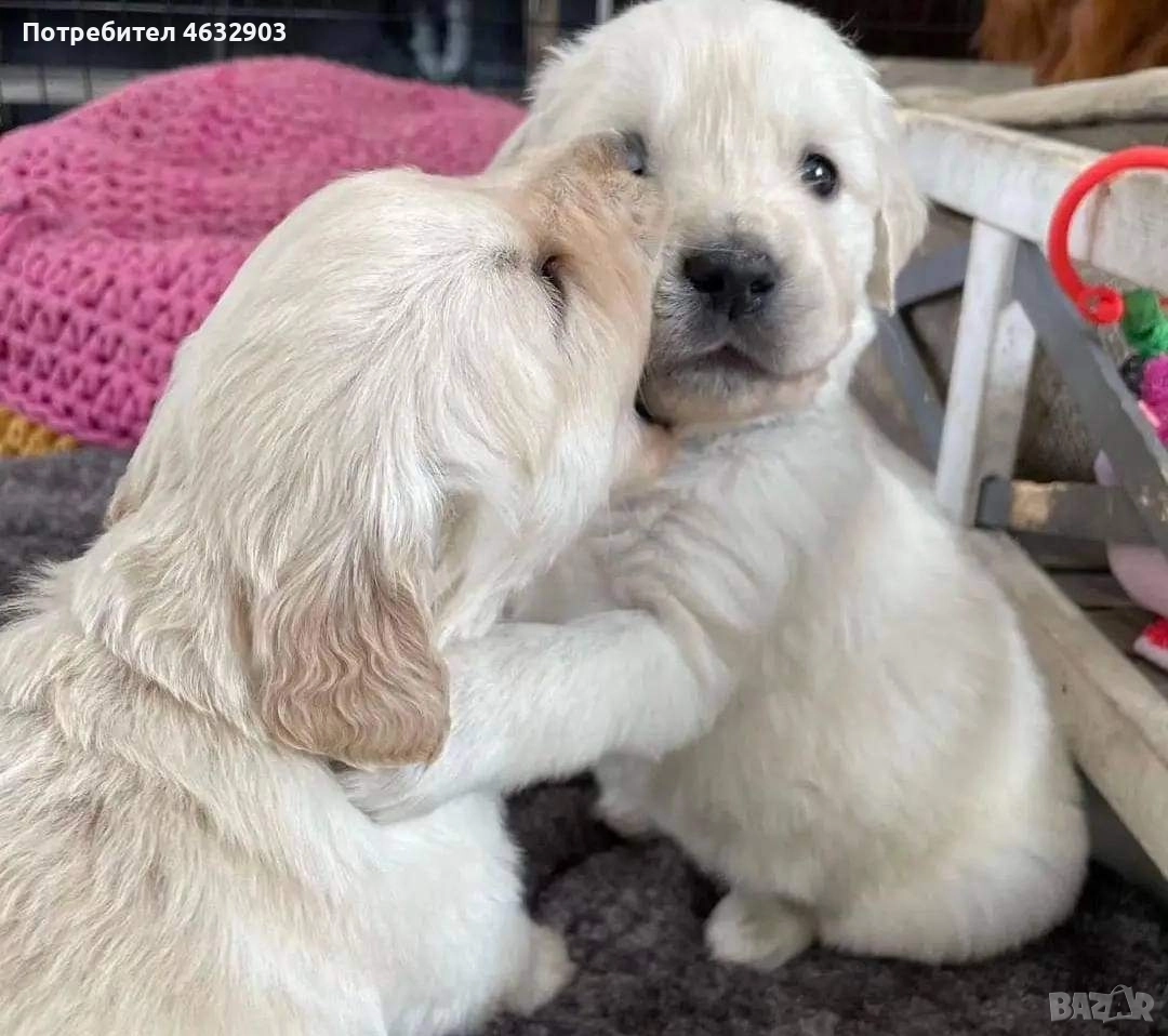 голдън ретривър кремав бонбон , снимка 1