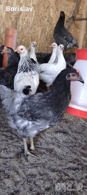 Ярки Доминант с.Ивански, снимка 1