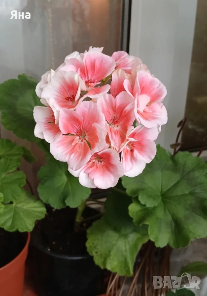 Едроцветно мушкато - актуални снимки. , снимка 1