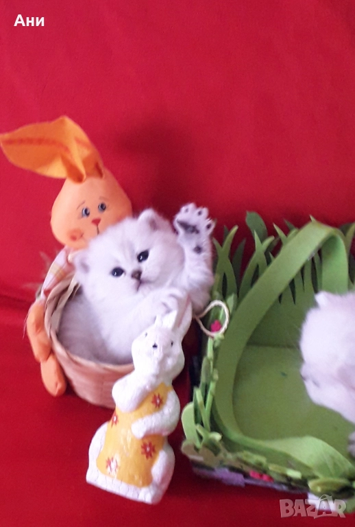 Много Сладки Британски Сладурчета , снимка 1