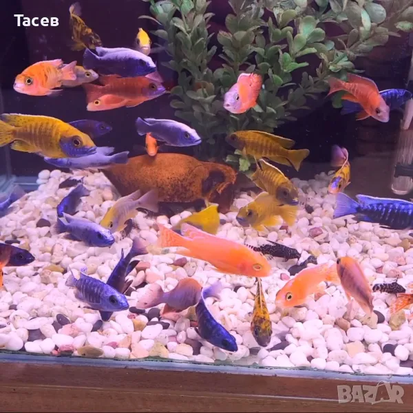 Африкански цихлиди 7см, снимка 1