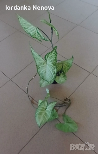 Сингониум , снимка 1