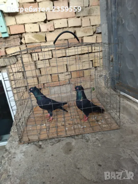 Американски високолетачи , снимка 1