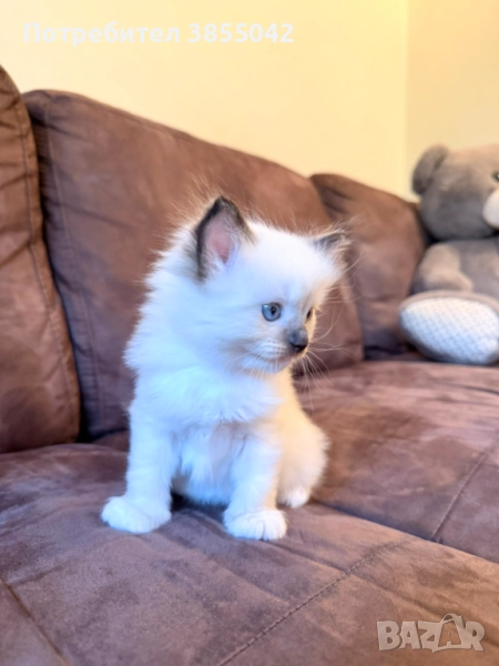 Регдол/рагдол/Рег дол/ раг дол, снимка 1