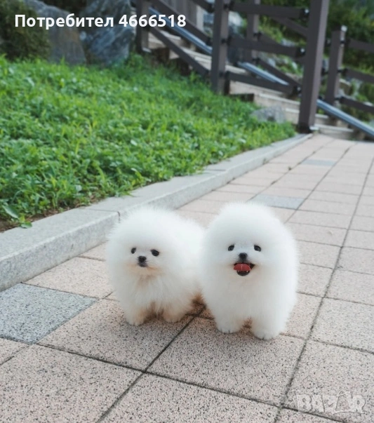 Изключителен мини померан, снимка 1