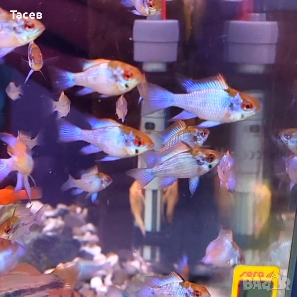 Рамирези електрик блу, снимка 1