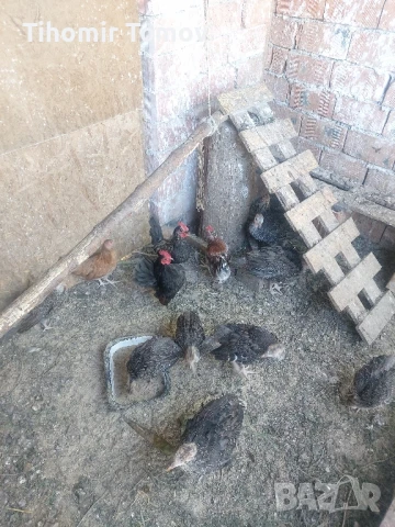 продавам ярки петлета пуйчета , снимка 5 - Кокошки и пуйки - 51065532