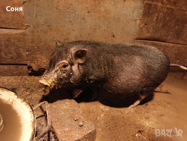 Продавам виетнамски прасета, снимка 4 - Прасета - 53035330