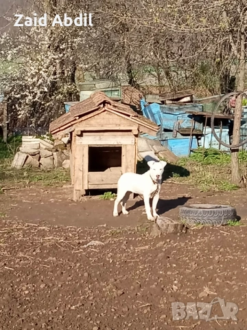 Prodavase dogo arjentino na 6 meseca