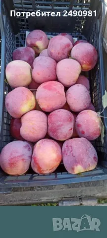 Продавам ябълки градински от Кюстендил 