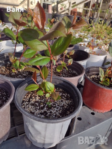 Къпини и малини