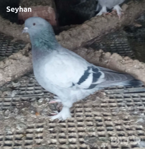 Гълъби два мъжки мардини 