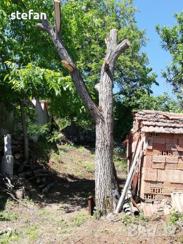 Орехов материал, снимка 3 - Дърводелски услуги - 36774208