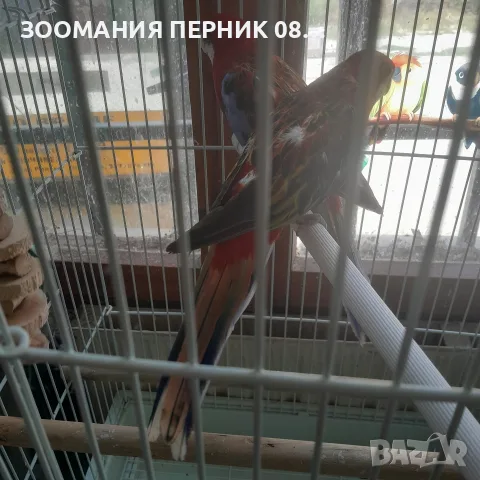 розела червена мъжка и женска , снимка 2 - Папагали - 55787530
