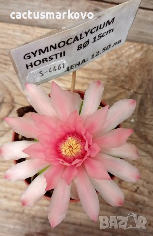 gymnocalycium horstii, снимка 1 - Стайни растения - 32874885