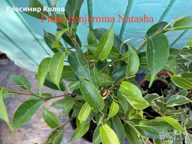 Фикуси различни видове, декоративни растения , снимка 5 - Стайни растения - 47848622