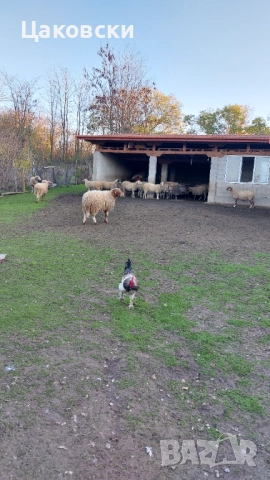  Заплодени овце, снимка 3 - Овце - 52540156