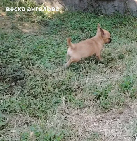 мъжко мини чихуахуа , снимка 6 - Чихуахуа - 56138152