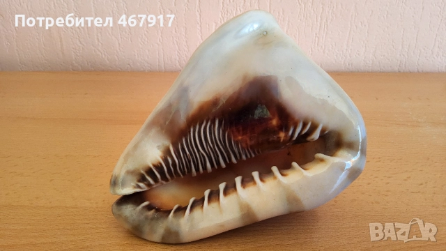 Рапани от атлантическия океан, снимка 6 - Други - 52020636