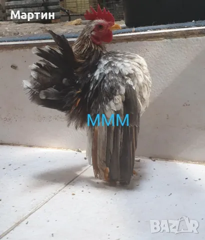 Пиленца , яйца и готови семейства - Малай Серама ВАРНА, снимка 5 - Кокошки и пуйки - 46900812