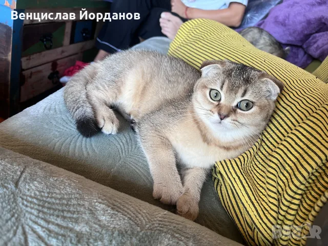 Британски клепоухи чинчили, снимка 8 - Британска късокосместа - 56408736
