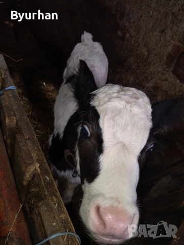 Теле на месец