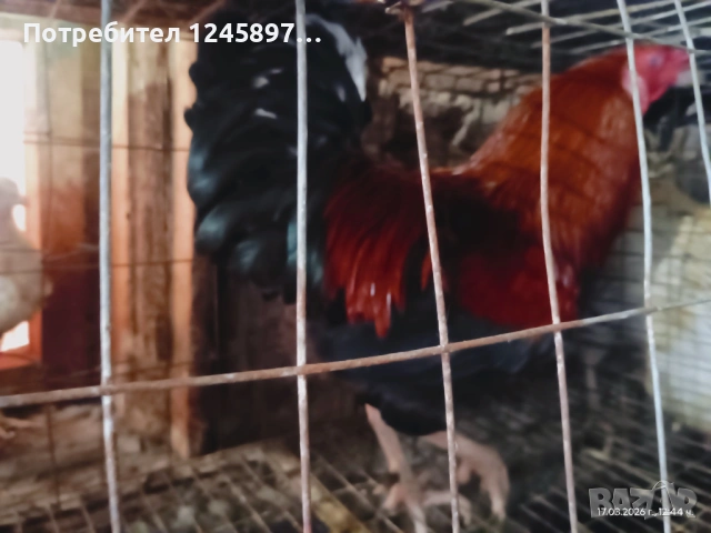 Кетро петли, снимка 4 - Кокошки и пуйки - 53946795