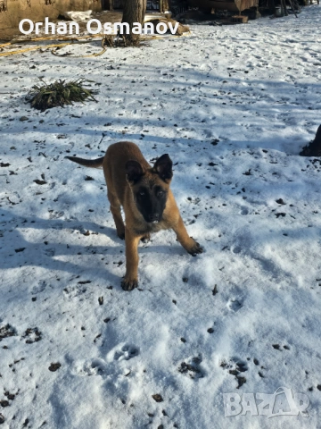 Белгийска овчарка Малиноа, снимка 3 - Други - 53197808