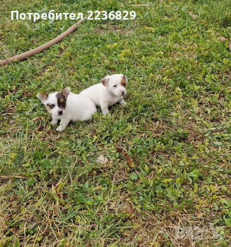 Джак-Ръсел Териер , снимка 5 - Джак ръсел териер - 56140727