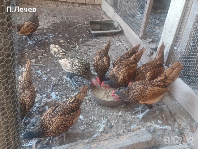 Зибрайт , снимка 4 - други­ - 51337633